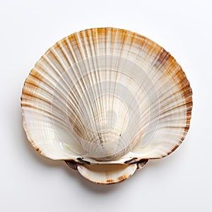 Symmetrical Asymmetry: A Captivating Clam Shell In Japanese Photography Style