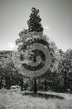 Symmetrical beautiful tree in thew woods