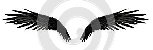 Symmetrical Black Bird Wings Isolated on White