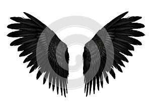 Symmetrical Black Bird Wings Isolated on White