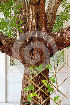 Damas Tree, Symmetrical Branched photo