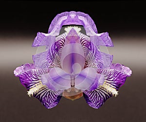 Symmetrical mauve lily photo