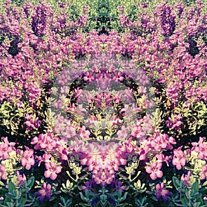 Symmetrical floral arrangement