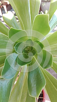 Symmetrical green flower closeup