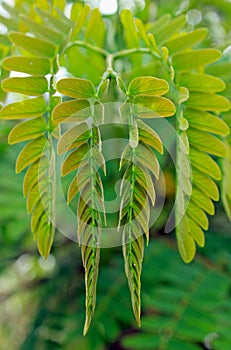 Symmetrical leaves of white leadtree, Leucaena leucocephala