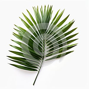 Symmetrical Palm Leaf Arrangement On White Background