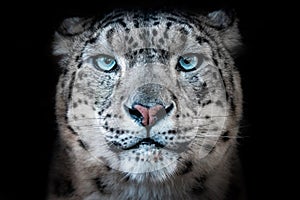 Symmetrical portrait of a snow leopards face