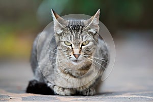 Symmetrical portrait of a tabby cat sitting a staring at the camera