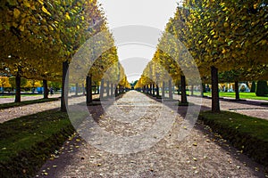 Symmetrical raws of autumn trees