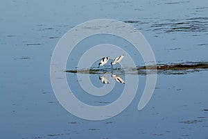 Symmetrical reflection of two birds in the lake