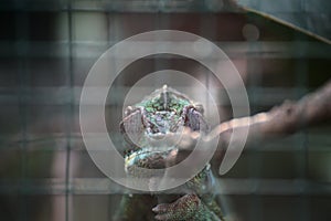 Symmetrical shot of panther chameleon (Furcifer pardalis)