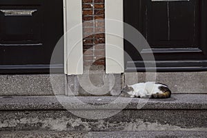 Symmetrical, split in half shot of a cat with white, black, orange fur sleeping on grey concrete entrance steps in front of two