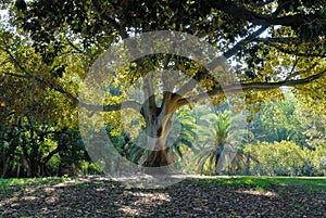 An almost symmetrical tree standing on a park lawn.