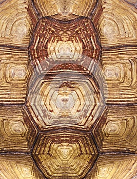 Symmetrical turtle shell texture