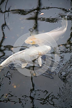 Symmetrical white fishes cyprinus carpio in pond