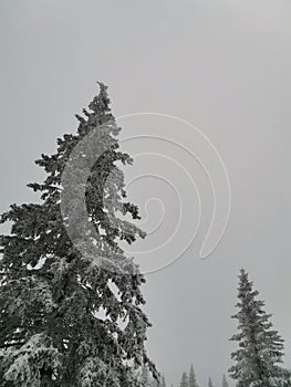 Symmetrically arranged fir trees in the snow against a cloudy sky