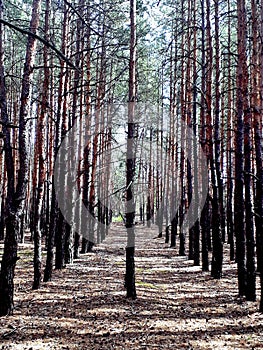 Symmetry in the forest