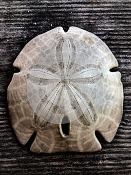 The symmetry of a sand dollar