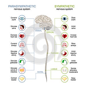 Sympathetic And Parasympathetic Nervous System