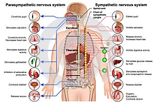 Sympathetic and parasympathetic nervous system 3d medical  illustration on white background