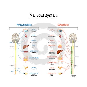 Sympathetic And Parasympathetic Nervous System. Difference