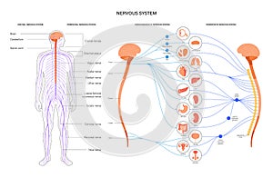 Autonomic nervous system photo