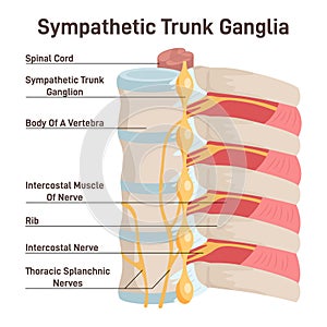 Sympathetic trunk ganglia. Paravertebral ganglia of the sympathetic