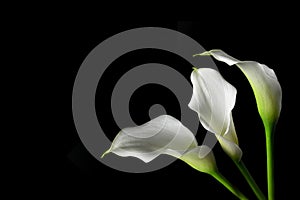 Sympathy card with calla flowers isolated on black background