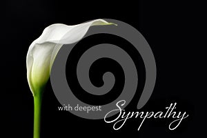 Sympathy card with white calla isolated on black