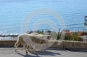 Sympatic Sheep on coast, Menfi photo