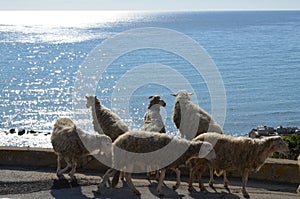 Sympatic Sheep on coast, Menfi photo