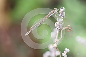 Sympecma fusca (female), the common winter damselfly