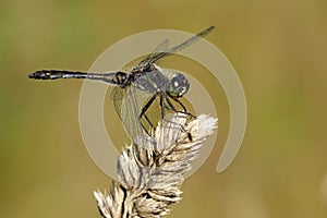 Sympetrum danae