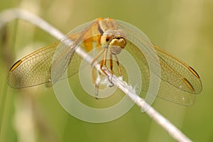 Sympetrum flaveolum