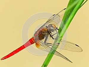 Sympetrum fonscolombii. Dragonfly rest on the leaf photo