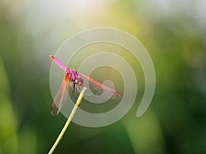 Sympetrum fonscolombii, Red veined darter dragonfly on great defocussed background. photo