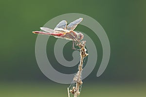 Sympetrum fonscolombii, Red-veined darter or nomad red male resting on vegetation