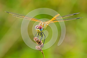 Sympetrum fonscolombii, Red-veined darter or nomad resting on vegetation