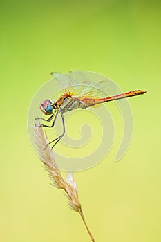 Sympetrum fonscolombii, Red-veined darter or nomad resting on vegetation