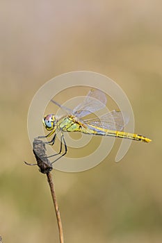 Sympetrum fonscolombii, Red-veined darter or nomad resting on vegetation photo