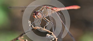 Sympetrum meridionale, The Southern Darter