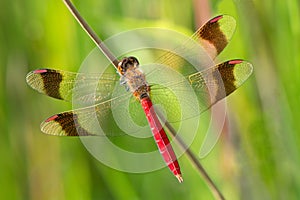 An Sympetrum pedemontanum banded darter dragonfly