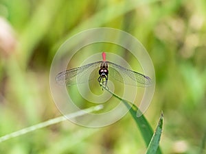 Sympetrum risi yosico meadowhawk darter dragonfly 1