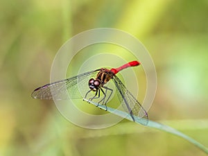 Sympetrum risi yosico meadowhawk darter dragonfly 2