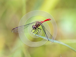 Sympetrum risi yosico meadowhawk darter dragonfly 3