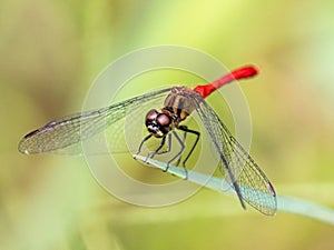 Sympetrum risi yosico meadowhawk darter dragonfly 4