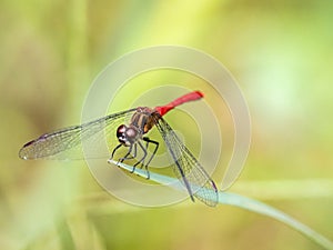 Sympetrum risi yosico meadowhawk darter dragonfly 5