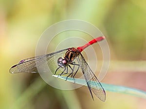 Sympetrum risi yosico meadowhawk darter dragonfly 7