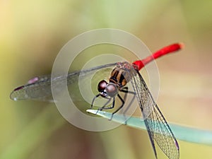 Sympetrum risi yosico meadowhawk darter dragonfly 9