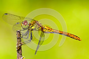 Sympetrum sanguineum